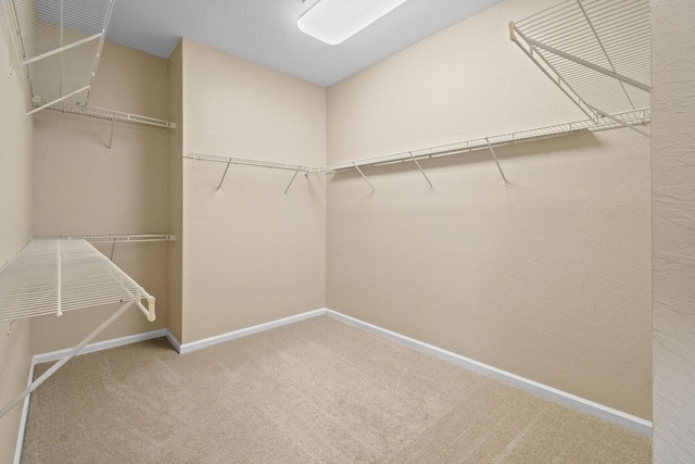 spacious closet featuring carpet flooring