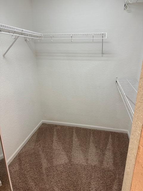 walk in closet with carpet floors