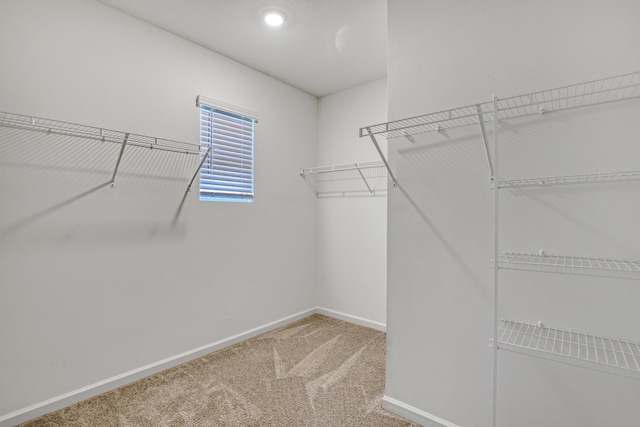 spacious closet featuring carpet flooring