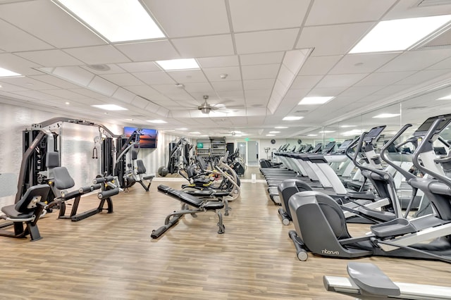 gym featuring hardwood / wood-style floors, a drop ceiling, and ceiling fan