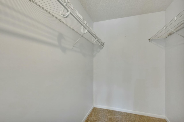 walk in closet featuring carpet floors