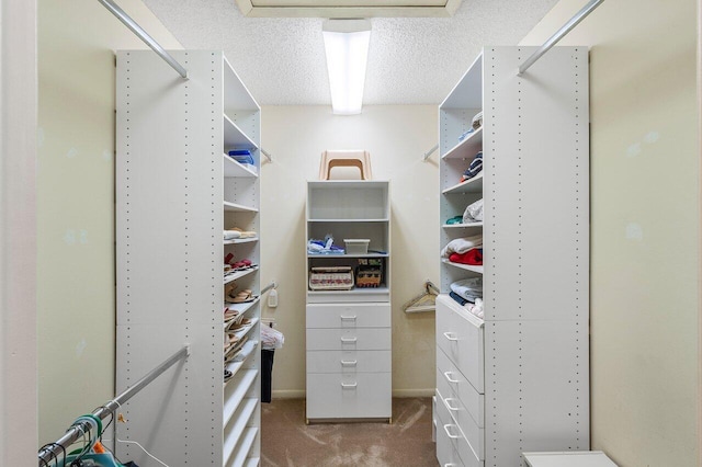 walk in closet featuring carpet floors