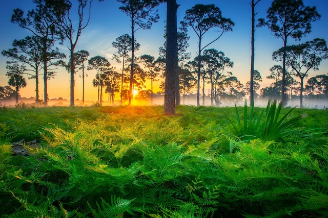 view of nature at dusk