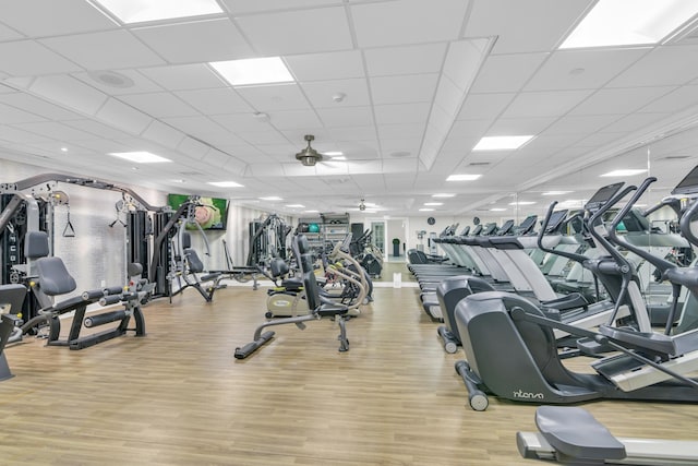 exercise room with light hardwood / wood-style flooring, a drop ceiling, and ceiling fan