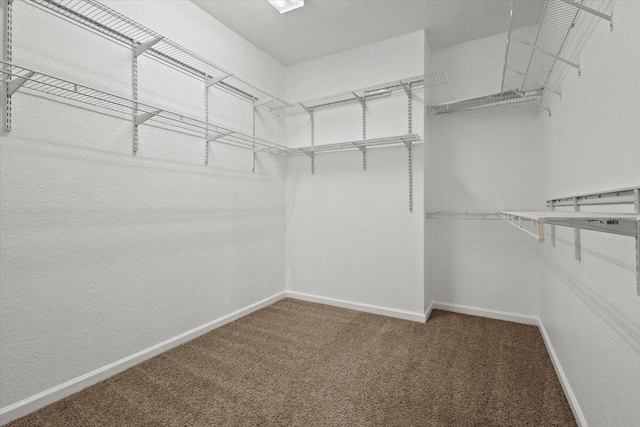 walk in closet with carpet floors