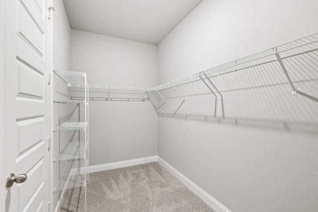 spacious closet featuring carpet