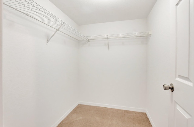 walk in closet featuring carpet flooring