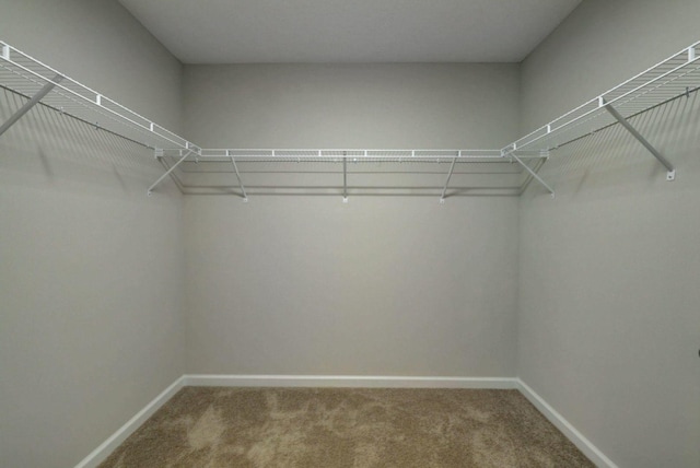 spacious closet featuring carpet flooring