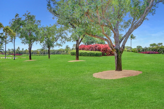 view of community with a yard