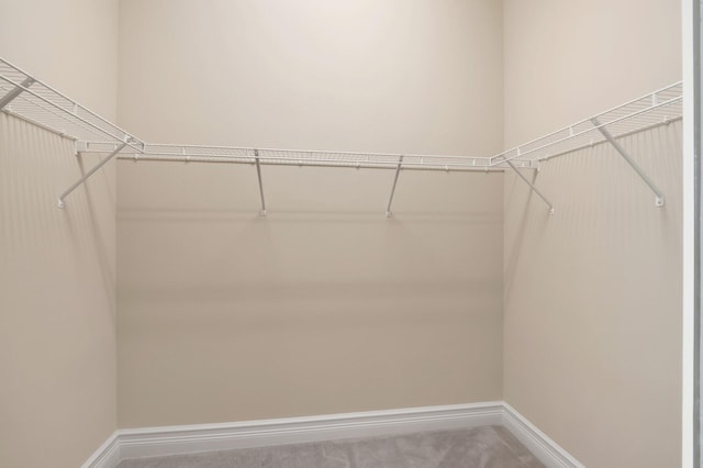 spacious closet featuring carpet flooring