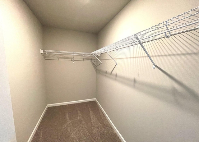 walk in closet with carpet flooring