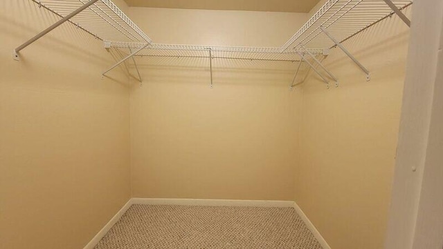 walk in closet with carpet flooring