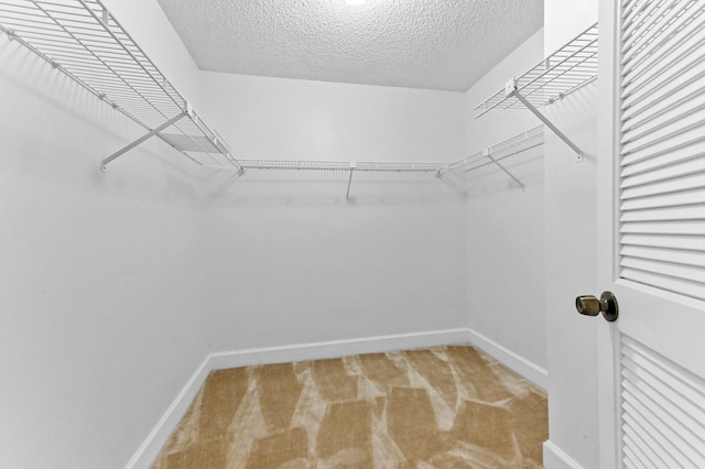 walk in closet with carpet flooring