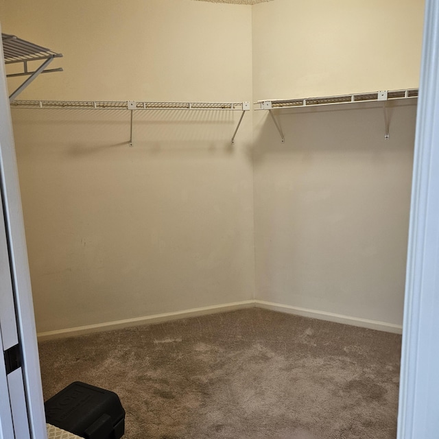 spacious closet featuring carpet floors