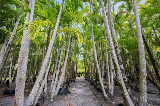 view of local wilderness