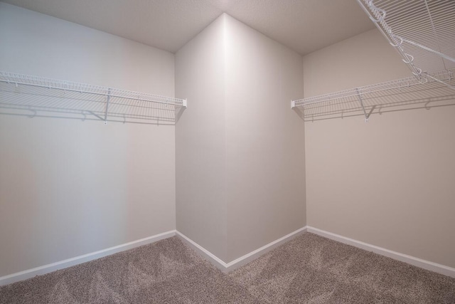 spacious closet featuring carpet