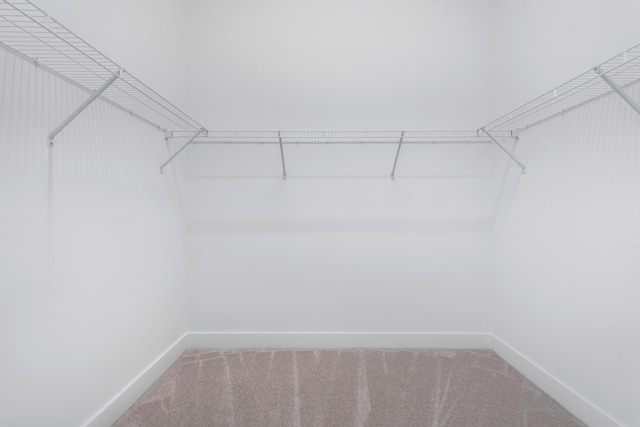 spacious closet featuring carpet