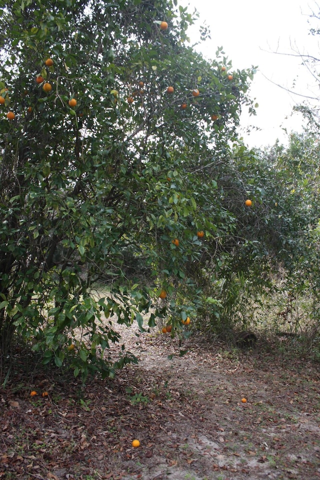 view of local wilderness