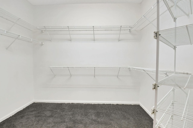 spacious closet featuring carpet