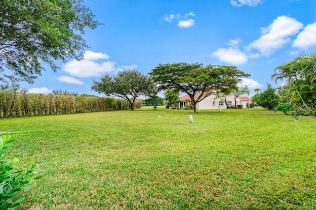 view of yard