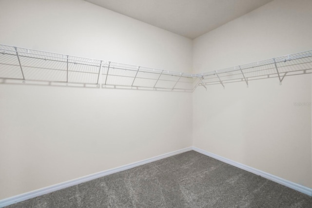 walk in closet with carpet