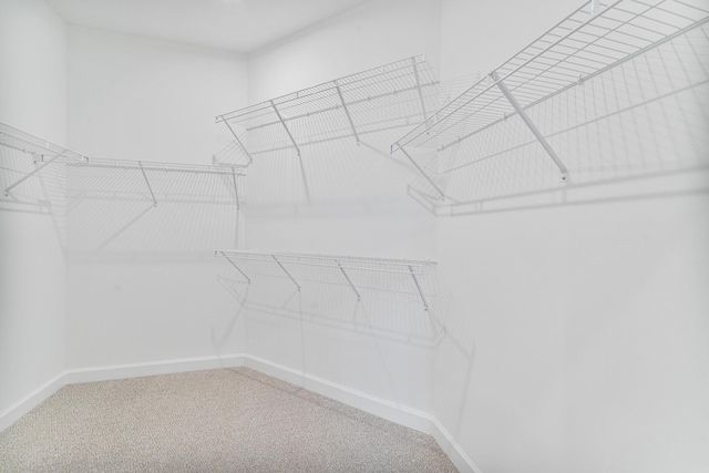 spacious closet featuring carpet flooring