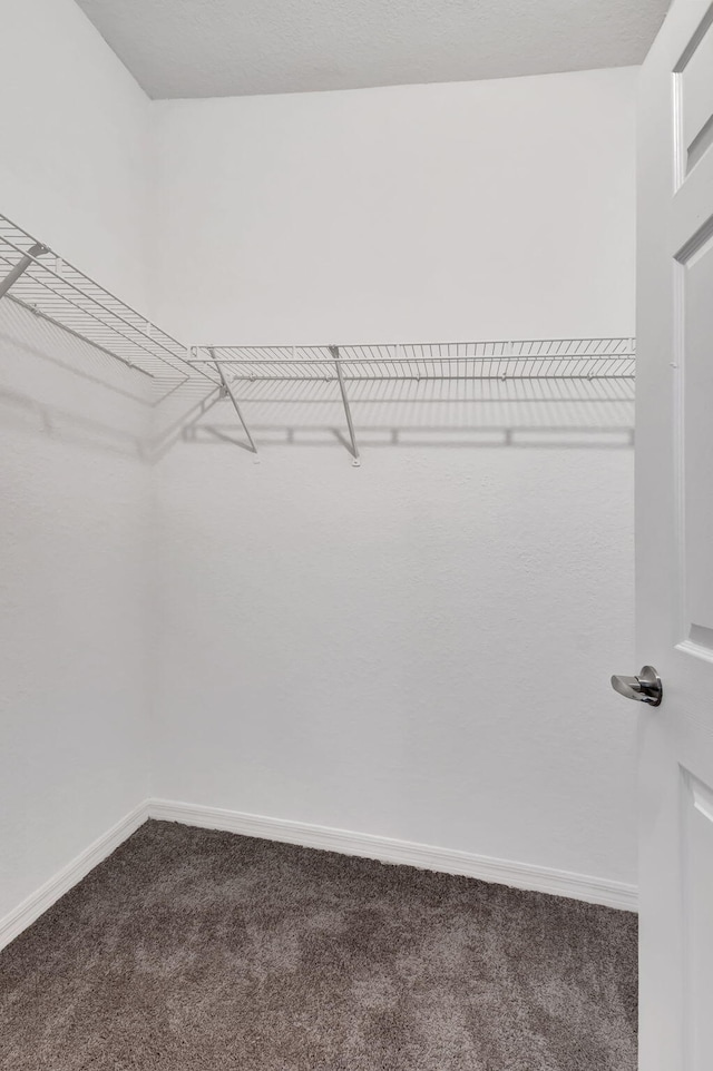 walk in closet with carpet floors