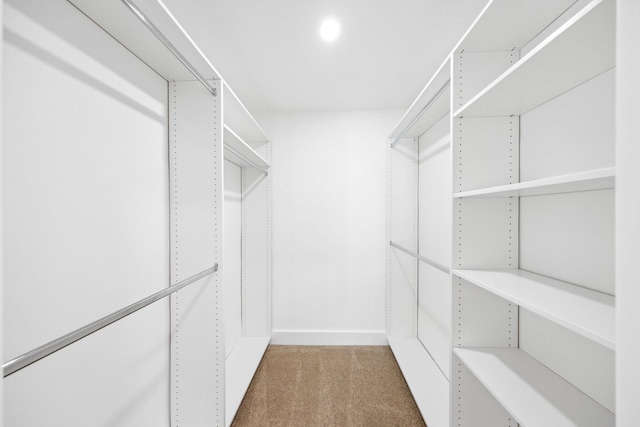 walk in closet featuring carpet floors