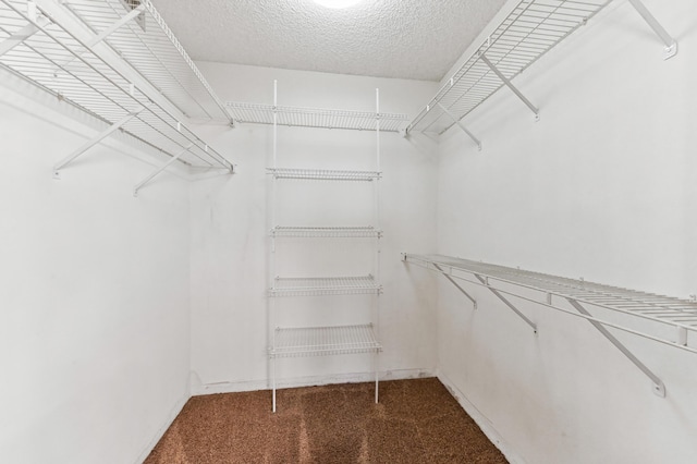 spacious closet featuring carpet