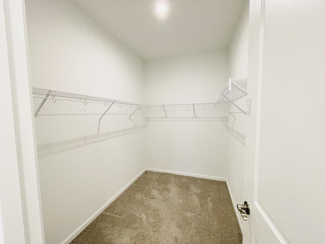 spacious closet featuring carpet flooring