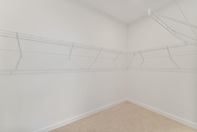 spacious closet featuring carpet