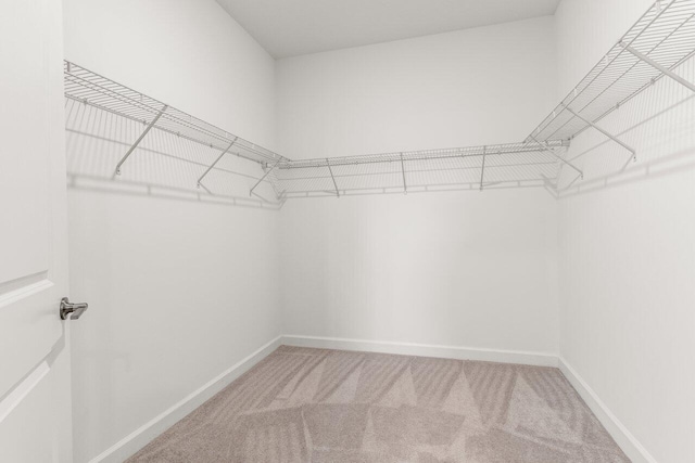 spacious closet featuring carpet