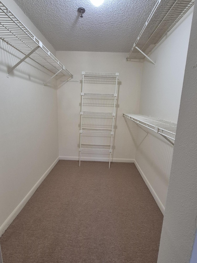 spacious closet featuring carpet flooring