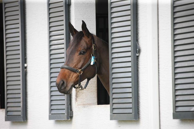 view of horse barn