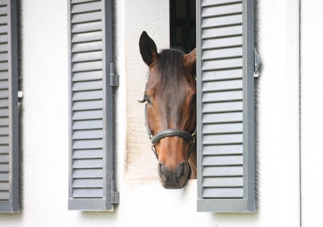 view of stable