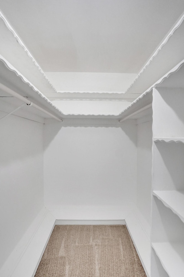 walk in closet featuring carpet