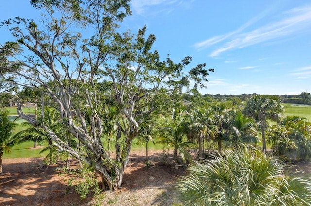 view of local wilderness