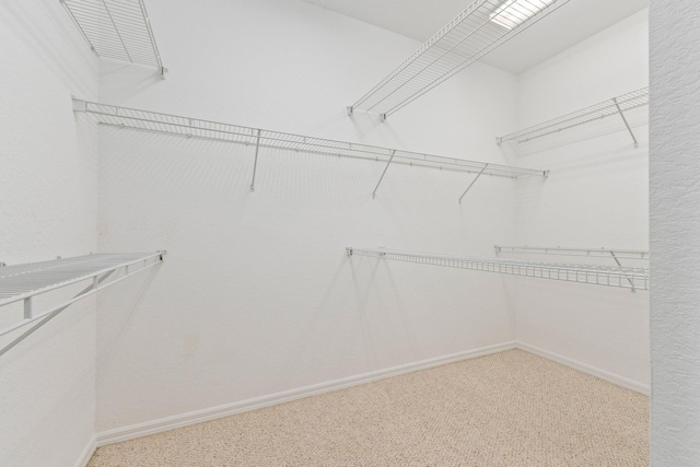 walk in closet with carpet flooring