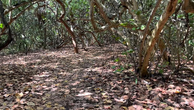 view of local wilderness