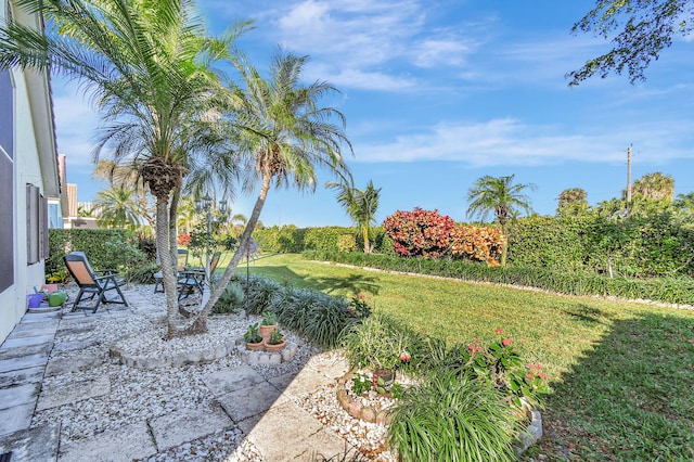 view of yard featuring a patio