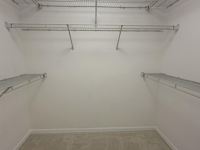 spacious closet featuring carpet floors