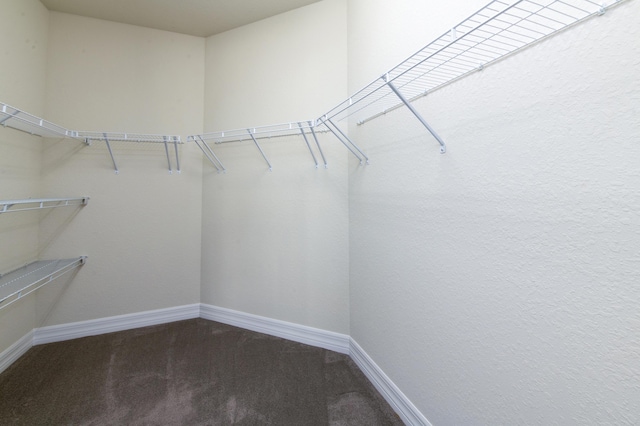 walk in closet featuring carpet floors