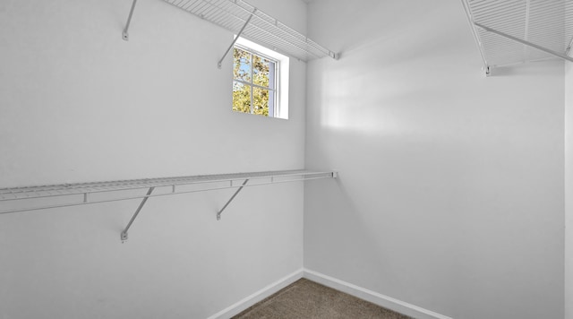 walk in closet featuring carpet flooring