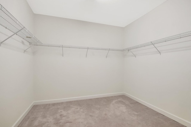 walk in closet featuring carpet flooring