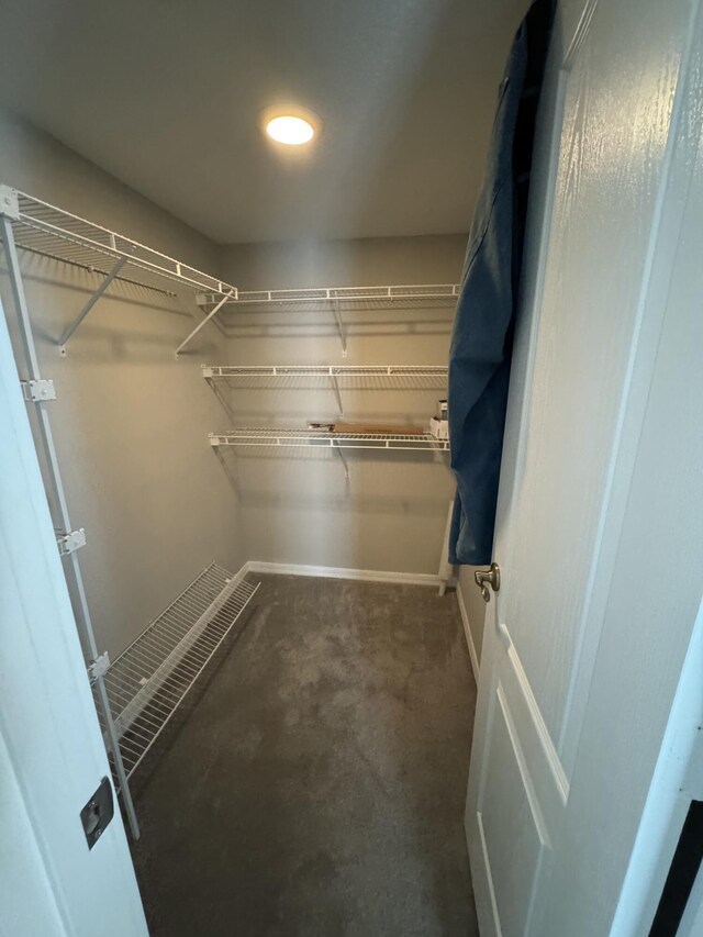 walk in closet with carpet floors