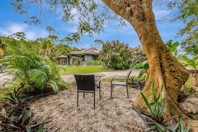 view of yard featuring a patio area