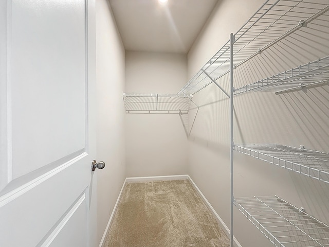 walk in closet featuring carpet