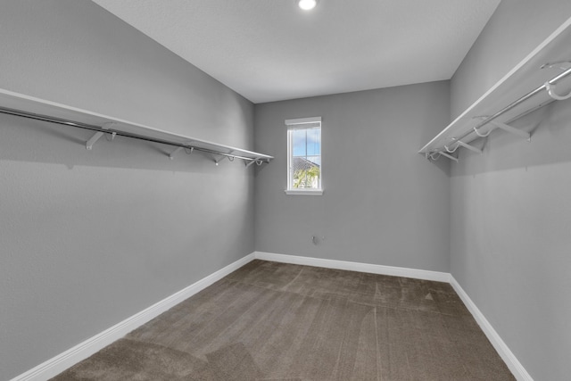 walk in closet with carpet floors