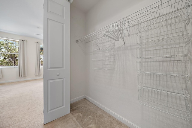 spacious closet featuring carpet flooring