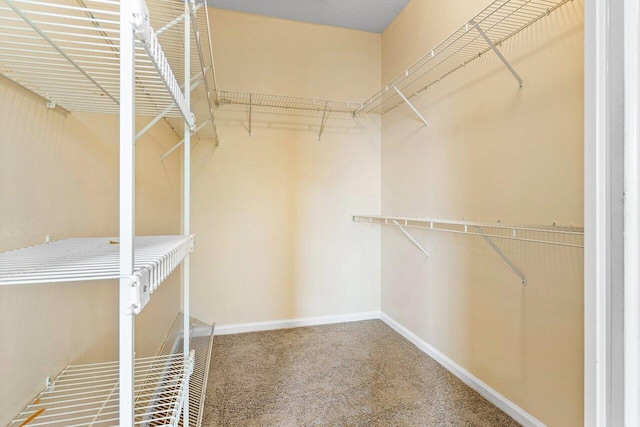 spacious closet featuring carpet flooring